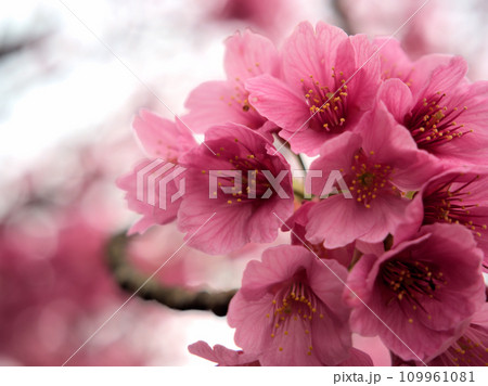 3月に咲いたサクラ「平七桜（ヘイシチザクラ）」 109961081