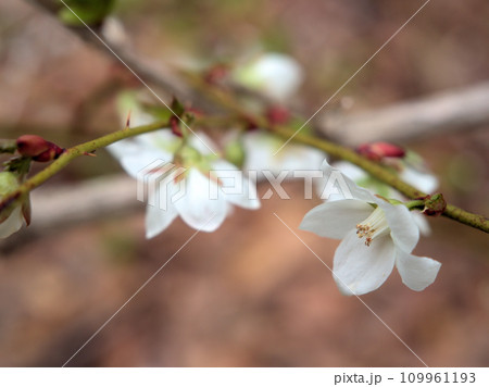 3月に咲いた白いモミジイチゴ(紅葉苺)の花 3月に咲いた白いモミジイチゴ(紅葉苺)の花 109961193