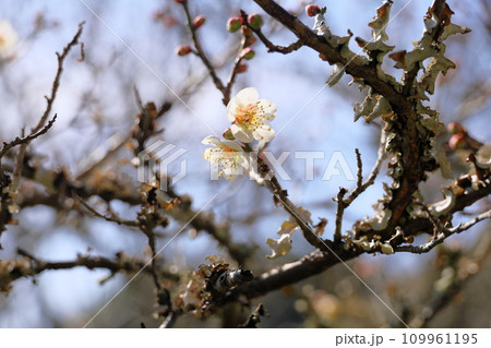 咲始め白梅の花 咲始め白梅の花 109961195