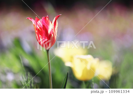 カラフルで可愛いチューリップの花 109961334