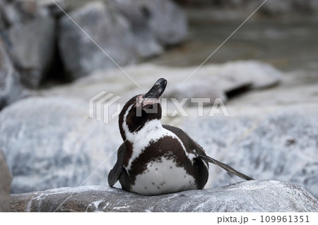 眼を閉じて見上げるフンボルトペンギン 109961351