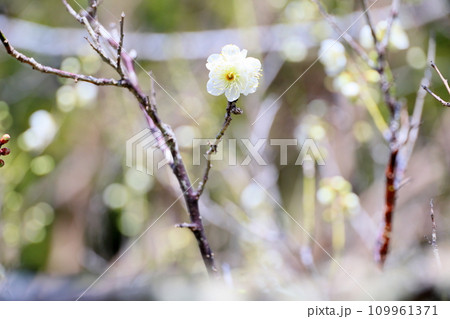 爽やか白梅の花 109961371