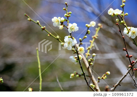 爽やか白梅の花 109961372