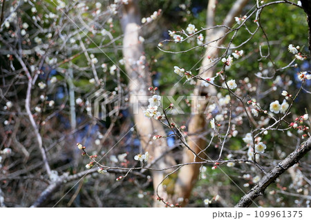 爽やか白梅の花 爽やか白梅の花 109961375