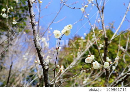 爽やか白梅の花 109961715