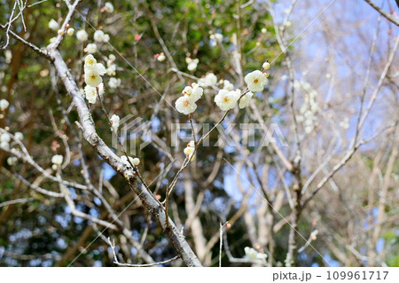爽やか白梅の花 爽やか白梅の花 109961717