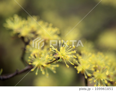 3月に咲いたサンシュユの花 3月に咲いたサンシュユの花 109961851