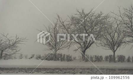 Beautiful, city snow scenes photographed in Niigata City on December 22, 2023. 109962556