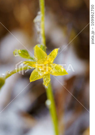 寒風にさらされ、氷が付着した黄色アッツ桜（ロードヒポキシス） 109962700