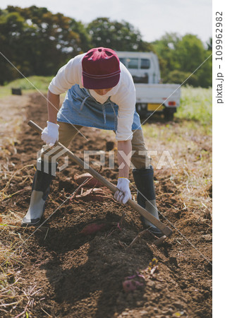 vegetable field 109962982