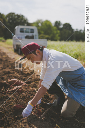 vegetable field vegetable field 109962984