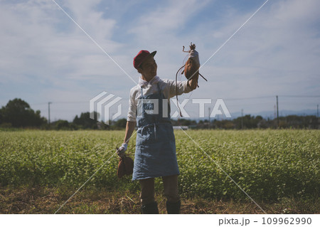vegetable field vegetable field 109962990