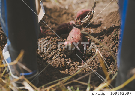 vegetable field vegetable field 109962997