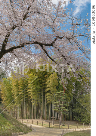 岡山の後楽園の桜と竹林 岡山の後楽園の桜と竹林 109963096