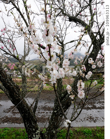 満開の桜並木が清々しいつくば市りんりんロード。早春の朝、ペダルを漕いでぐんぐん走る。 満開の桜並木が清々しいつくば市りんりんロード。早春の朝、ペダルを漕いでぐんぐん走る。 109963313
