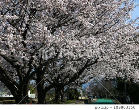 満開の桜並木が清々しいつくば市りんりんロード。早春の朝、ペダルを漕いでぐんぐん走る。 満開の桜並木が清々しいつくば市りんりんロード。早春の朝、ペダルを漕いでぐんぐん走る。 109963350