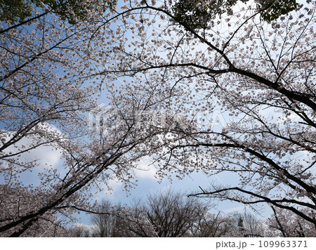 満開の桜並木が清々しいつくば市りんりんロード。早春の朝、ペダルを漕いでぐんぐん走る。 満開の桜並木が清々しいつくば市りんりんロード。早春の朝、ペダルを漕いでぐんぐん走る。 109963371