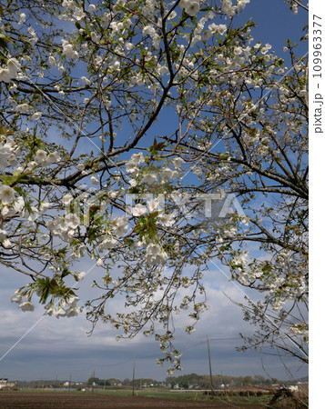 満開の桜並木が清々しいつくば市りんりんロード。早春の朝、ペダルを漕いでぐんぐん走る。 109963377