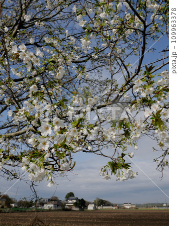 満開の桜並木が清々しいつくば市りんりんロード。早春の朝、ペダルを漕いでぐんぐん走る。 満開の桜並木が清々しいつくば市りんりんロード。早春の朝、ペダルを漕いでぐんぐん走る。 109963378