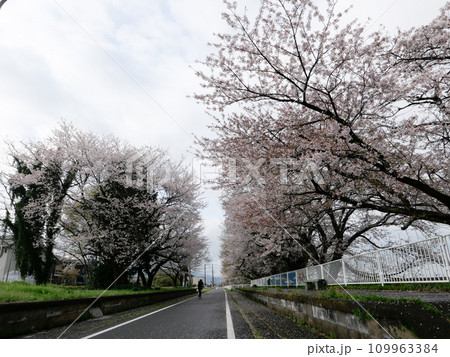 満開の桜並木が清々しいつくば市りんりんロード。早春の朝、ペダルを漕いでぐんぐん走る。 満開の桜並木が清々しいつくば市りんりんロード。早春の朝、ペダルを漕いでぐんぐん走る。 109963384