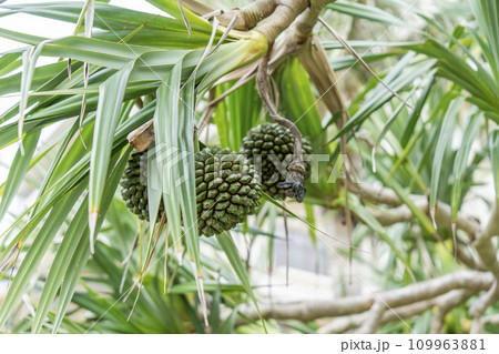 ブセナ海中公園のアダン 沖縄県名護市 ブセナ海中公園のアダン 沖縄県名護市 109963881