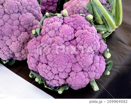 紫カリフラワー 紫カリフラワー 109964082
