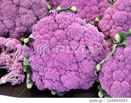 紫カリフラワー 109964083