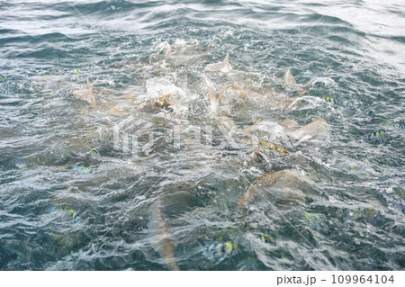 ブセナ海中公園　餌に群がる魚たち　沖縄県名護市 109964104