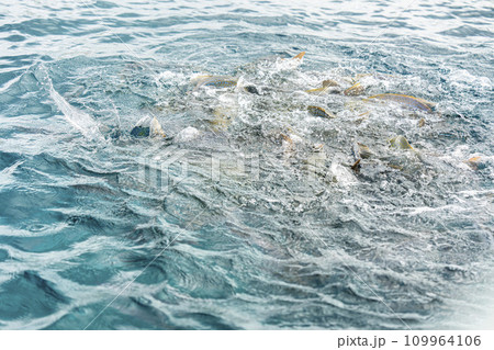 ブセナ海中公園 餌に群がる魚たち 沖縄県名護市 ブセナ海中公園 餌に群がる魚たち 沖縄県名護市 109964106