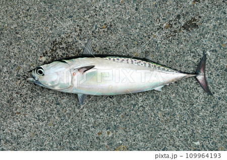 伊豆の静浦堤防で、カゴ釣りで釣ったソーダガツオ 伊豆の静浦堤防で、カゴ釣りで釣ったソーダガツオ 109964193