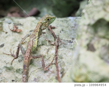 オキナワキノボリトカゲ(やんばる国立公園 大石林山・沖縄県国頭郡) オキナワキノボリトカゲ(やんばる国立公園 大石林山・沖縄県国頭郡) 109964954