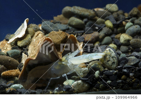 テッポウエビ エビ pistol shrimp テッポウエビ エビ pistol shrimp 109964966