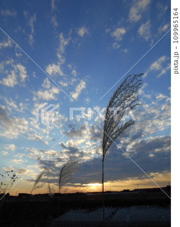 夕日に照らされるススキ 夕日に照らされるススキ 109965164