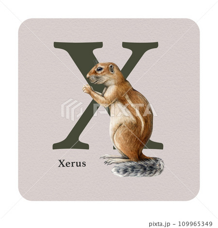 Letter X with xerus decor on the square card. Watercolor illustration. Forest animal nature ABC alphabet study element. Wildlife nature alphabet letter X decorated with xerus. White background Letter X with xerus decor on the square card. Watercolor illustration. Forest animal nature ABC alphabet study element. Wildlife nature alphabet letter X decorated with xerus. White background 109965349