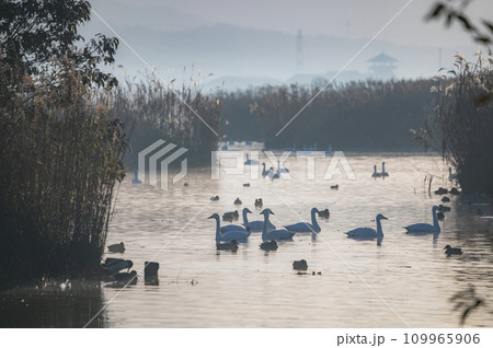 新潟 福島潟の白鳥 新潟 福島潟の白鳥 109965906