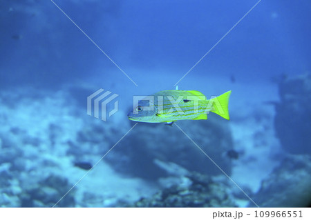 ブセナ海中公園　海中展望塔から見たサンゴ礁とニセクロホシフエダイ　沖縄県名護市 109966551