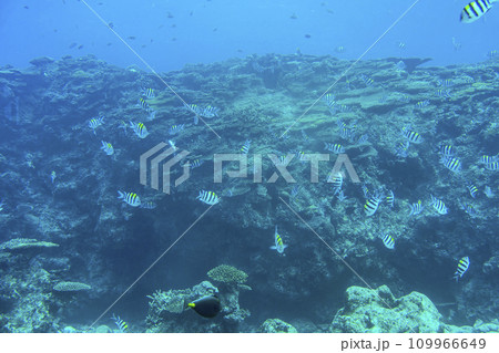 ブセナ海中公園　海中展望塔から見たサンゴ礁とオヤビッチャの群れ　沖縄県名護市 109966649