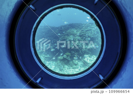 ブセナ海中公園　海中展望塔から見たサンゴ礁とオヤビッチャの群れ　沖縄県名護市 109966654