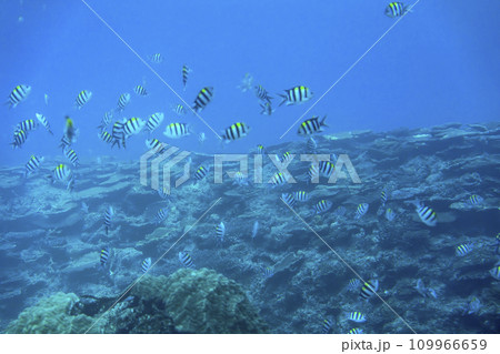 ブセナ海中公園　海中展望塔から見たサンゴ礁とオヤビッチャの群れ　沖縄県名護市 109966659