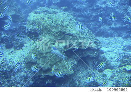 ブセナ海中公園　海中展望塔から見たサンゴ礁とオヤビッチャの群れ　沖縄県名護市 109966663