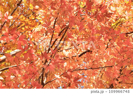 自然　植物　メグスリノキ、日本固有種のムクロジ科カエデ属の落葉高木。知る人ぞ知る、鮮やかな紅葉② 109966748