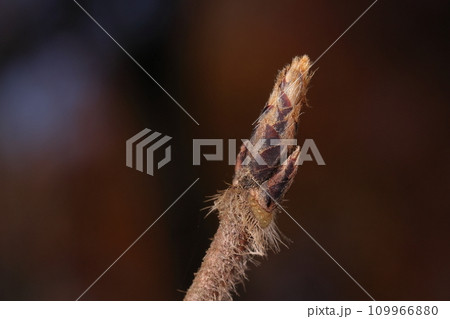自然　植物　メグスリノキ、日本固有種のムクロジ科カエデ属の落葉高木。毛深い冬芽と三日月形の葉痕 109966880