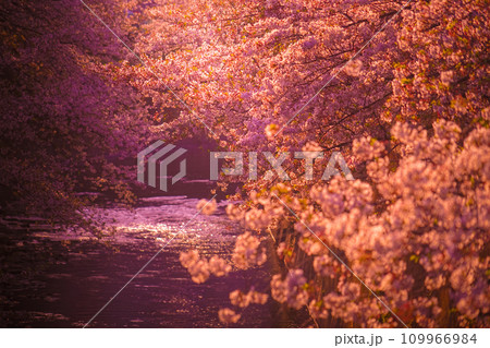 神田川の桜と夕暮れ 神田川の桜と夕暮れ 109966984