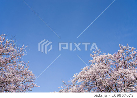 満開の桜《背景素材　青空バック》 109967075