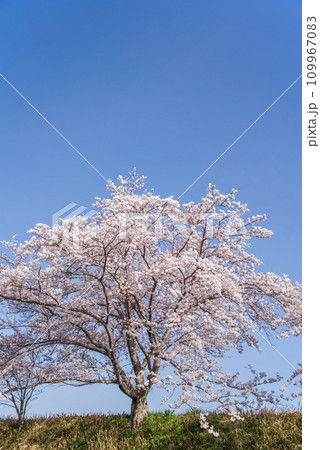 満開の桜《背景素材　青空バック》 109967083
