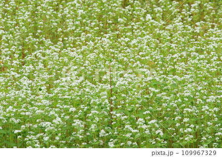 満開の蕎麦畑　そば畑　そばの花　十勝地方　満開 109967329