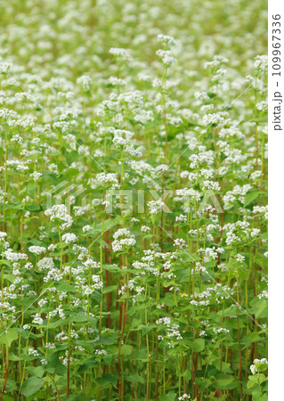 満開の蕎麦畑 そば畑 そばの花 十勝地方 満開 満開の蕎麦畑 そば畑 そばの花 十勝地方 満開 109967336