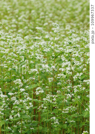 満開の蕎麦畑 そば畑 そばの花 十勝地方 満開 満開の蕎麦畑 そば畑 そばの花 十勝地方 満開 109967337