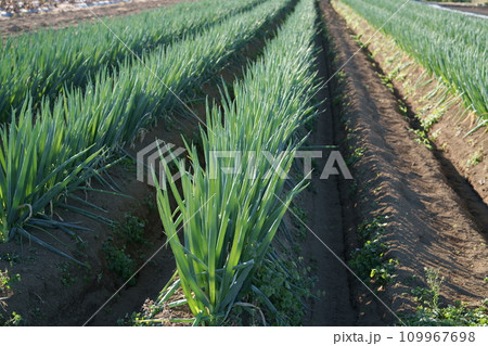 ネギ畑 109967698