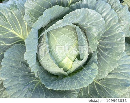 キャベツ 109968058